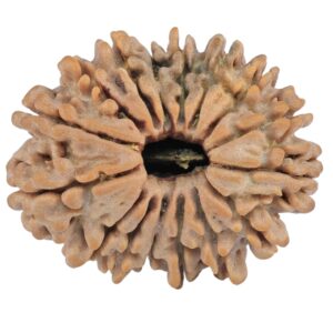 16 Mukhi Rudraksha 24mm 3.19gm - Rudraksha