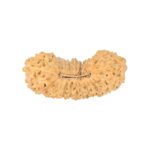 29 Mukhi Rudraksha 28.1mm 2.13gm - Rudraksha