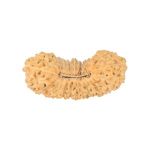 29 Mukhi Rudraksha 28.1mm 2.13gm - Rudraksha