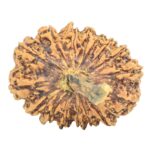 16 Mukhi Rudraksha 30.5mm 5.24gm - Rudraksha