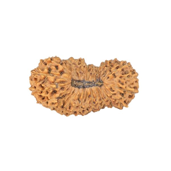 27 Mukhi Rudraksha 26.6mm 2.3gm - Rudraksha