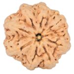 8 Mukhi Rudraksha 29.9mm 6.91gm - Rudraksha