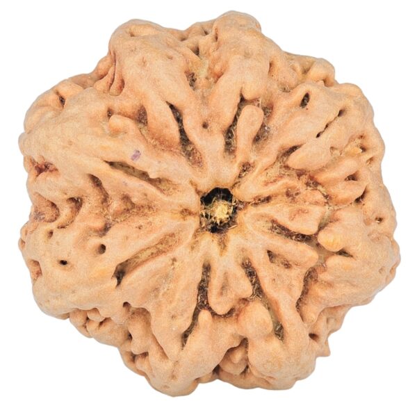 8 Mukhi Rudraksha 29.9mm 6.91gm - Rudraksha