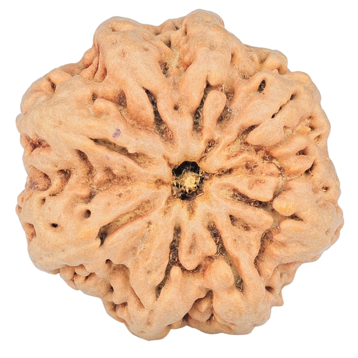 8 Mukhi Rudraksha 29.9mm 6.91gm - Rudraksha