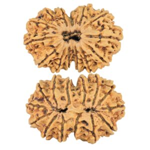 14 Mk Gaurishankar 33.6mm 5.93gm - Rudraksha
