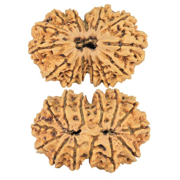 14 Mk Gaurishankar 33.6mm 5.93gm - Rudraksha