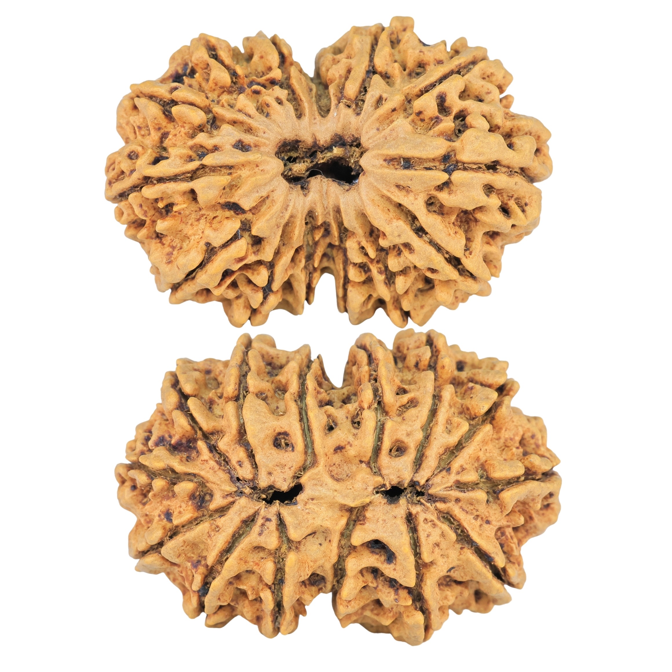 14 Mk Gaurishankar 33.6mm 5.93gm - Rudraksha