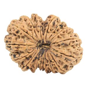 16 Mukhi Rudraksha 34.4mm 6.51gm - Rudraksha
