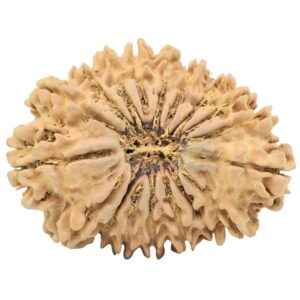 18 Mukhi Rudraksha 30.9mm 4.35gm - Origin: Nepal - Rudraksha