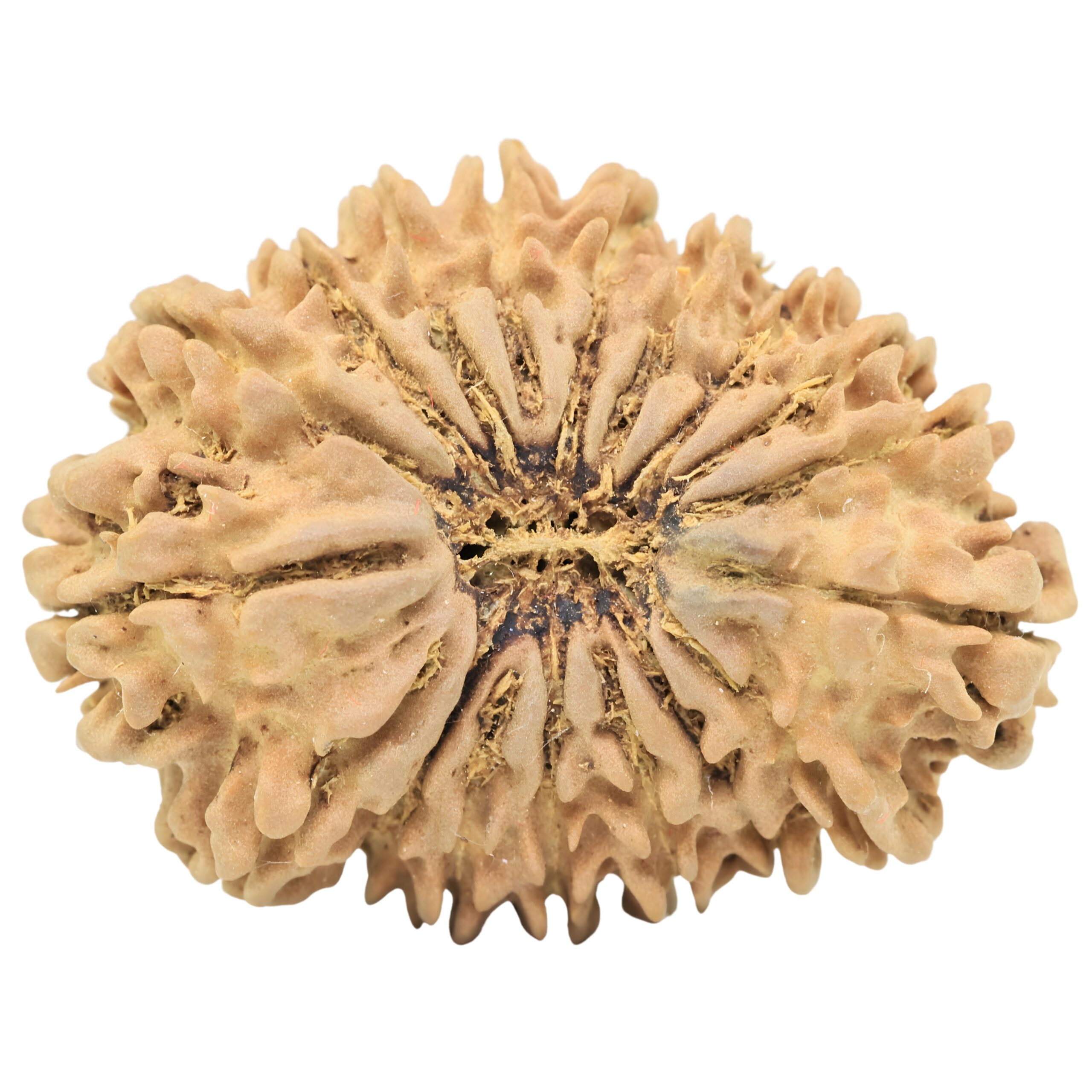 18 Mukhi Rudraksha 30.9mm 4.35gm - Origin: Nepal - Rudraksha