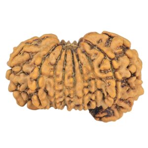 16+1 Mukhi Sawar 25.5mm 2.83gm - Rudraksha