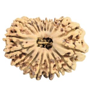 18 Mukhi Rudraksha 33.4mm 3.52gm - Origin: Nepal - Rudraksha