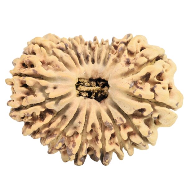 18 Mukhi Rudraksha 33.4mm 3.52gm - Origin: Nepal - Rudraksha