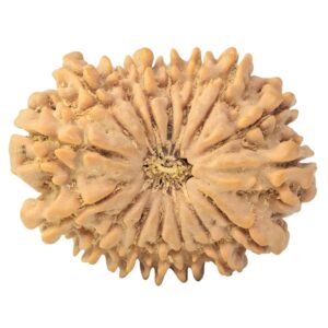 16 Mukhi Rudraksha 30.9mm 3.2gm - Rudraksha