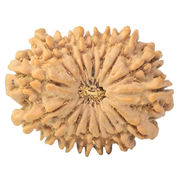 16 Mukhi Rudraksha 30.9mm 3.2gm - Rudraksha