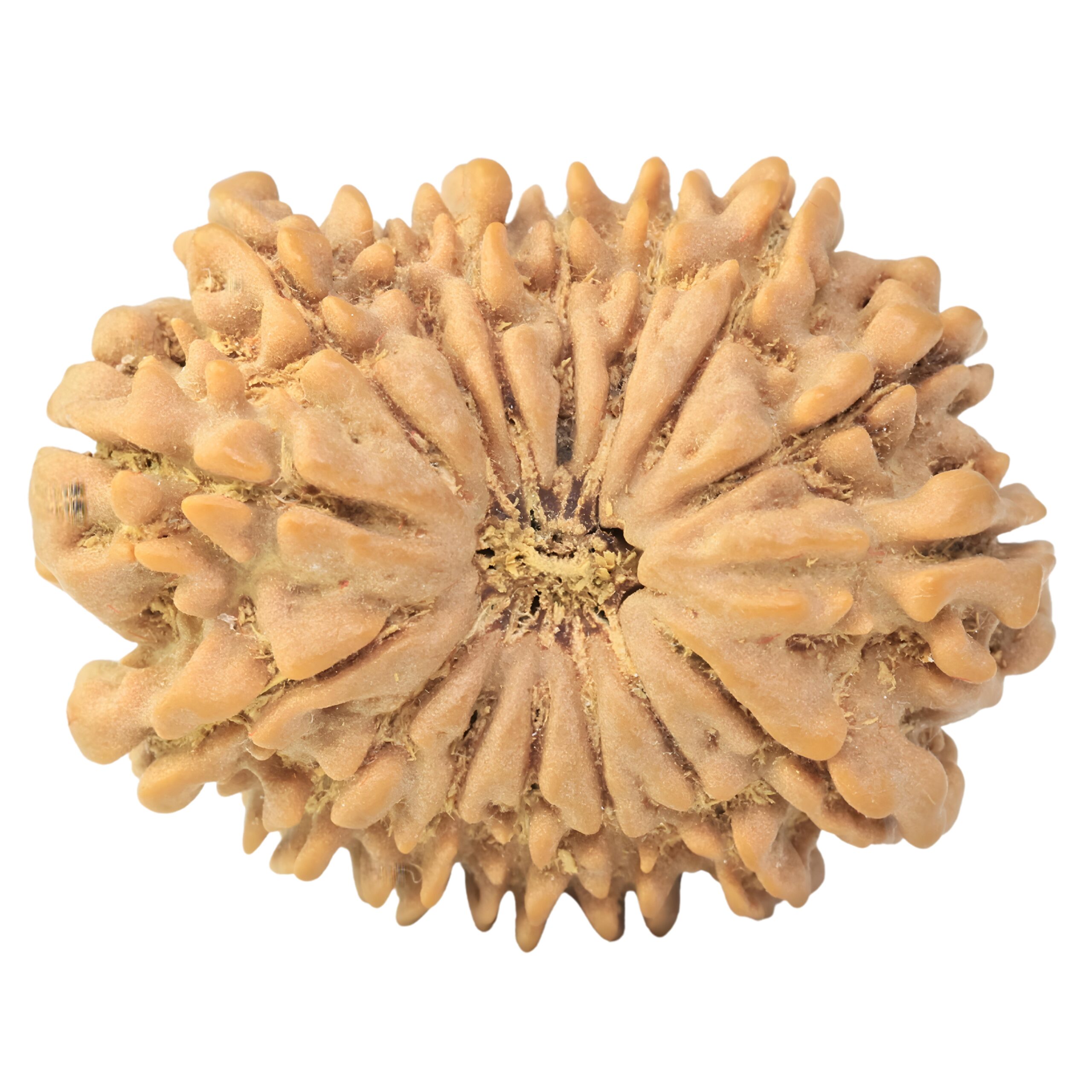 16 Mukhi Rudraksha 30.9mm 3.2gm - Rudraksha