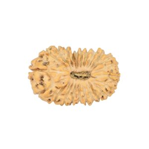 23 Mukhi Rudraksha 19.6mm 1.34gm - Rudraksha