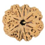 8 Mukhi Rudraksha 32.5mm 8.32gm - Rudraksha