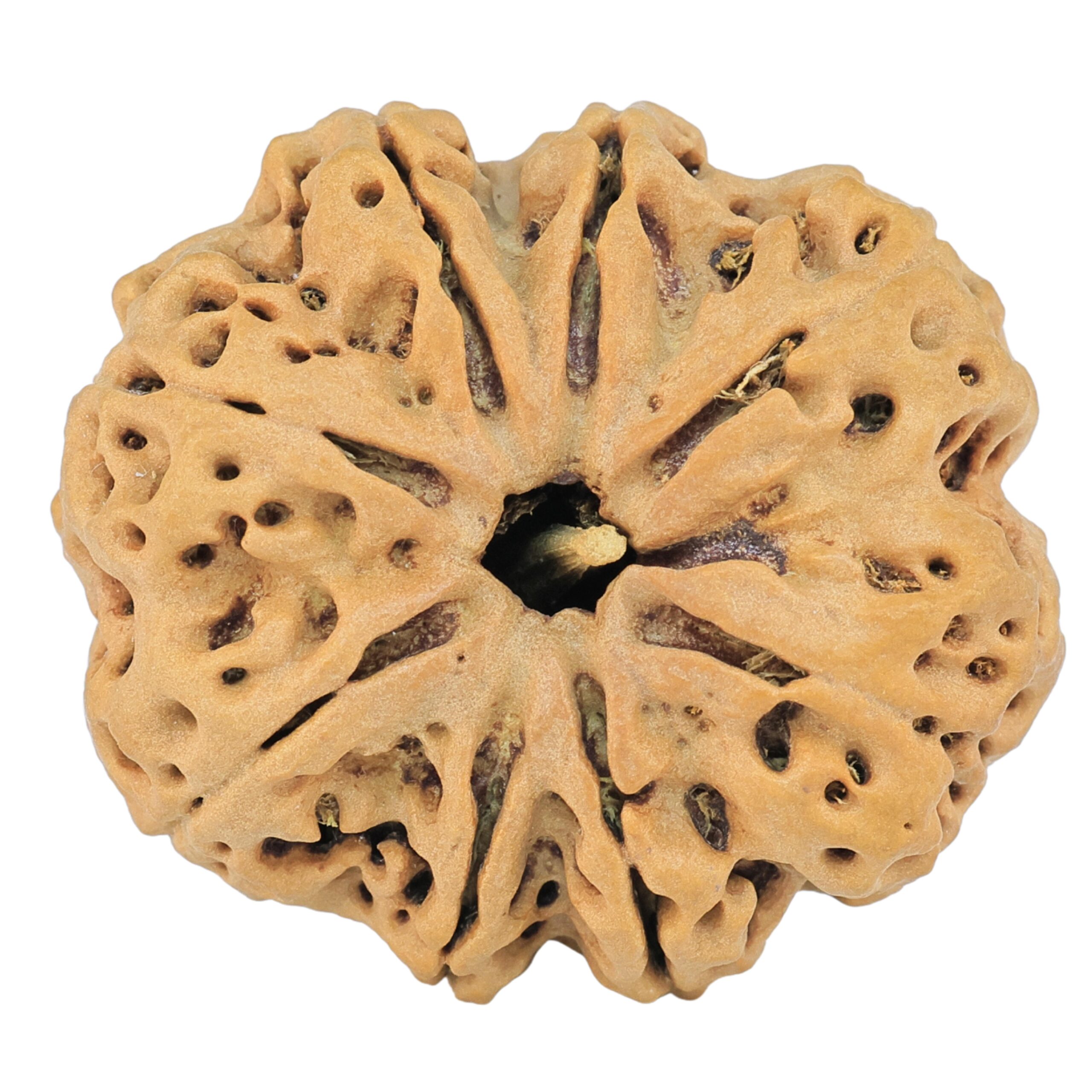 8 Mukhi Rudraksha 32.5mm 8.32gm - Rudraksha