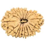 18 Mukhi Rudraksha 31.3mm 4.35gm - Origin: Nepal - Rudraksha