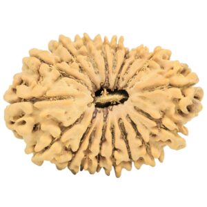 18 Mukhi Rudraksha 31.3mm 4.35gm - Origin: Nepal - Rudraksha