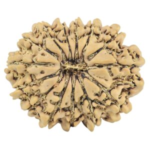 14 Mukhi Rudraksha 27.2mm 4.01gm - Rudraksha