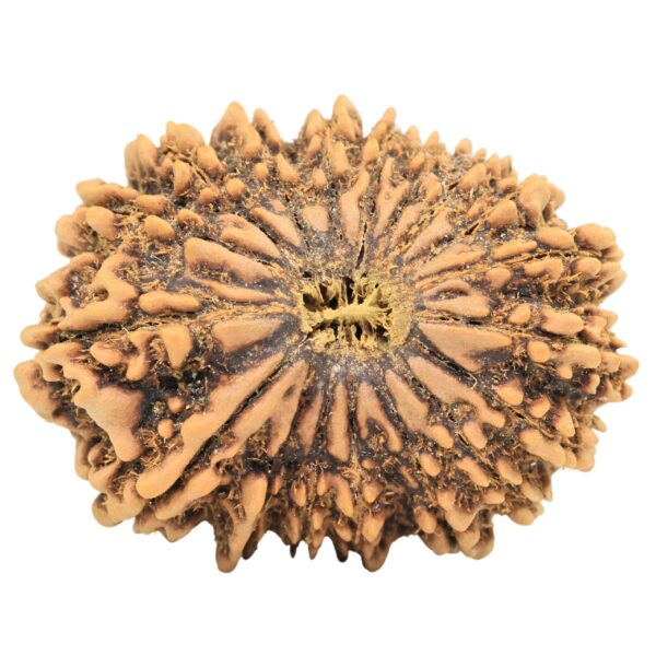 18 Mukhi Rudraksha 33.6mm 6.93gm - Rudraksha