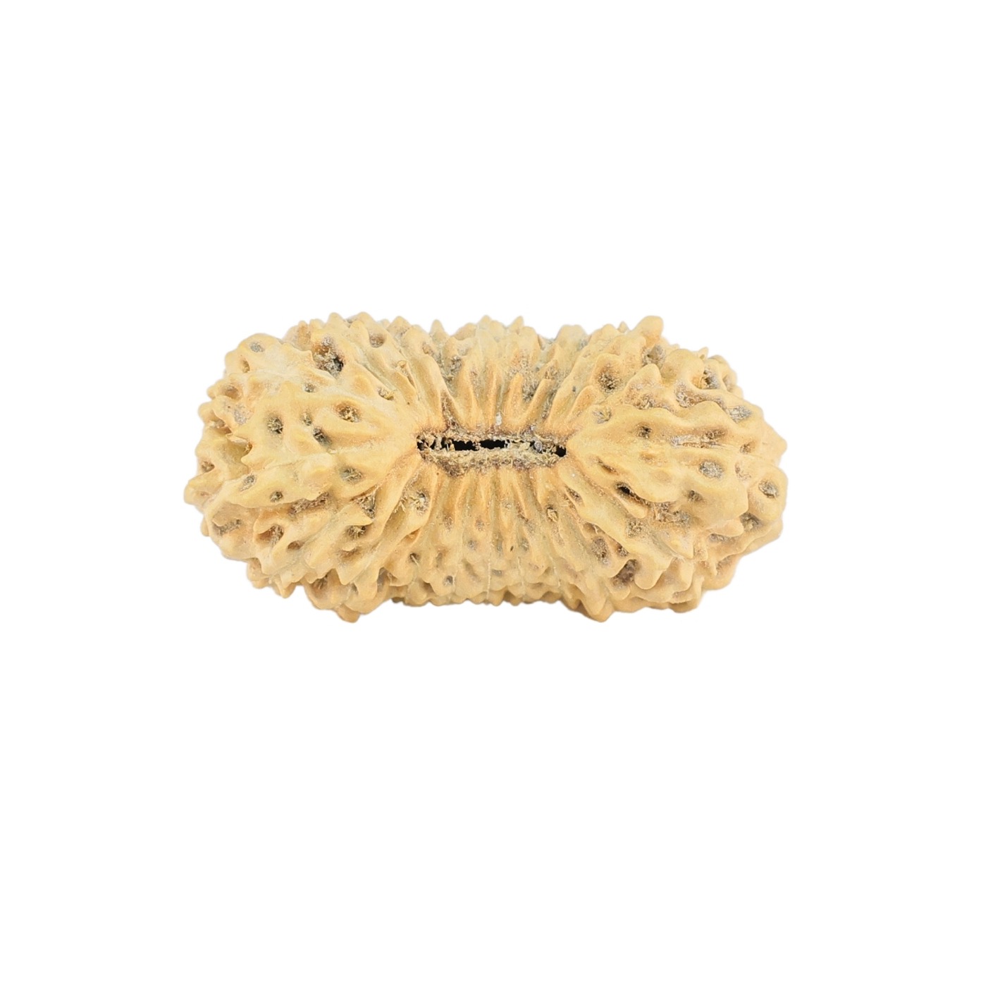 21 Mukhi Rudraksha 23mm 1.55gm - Rudraksha