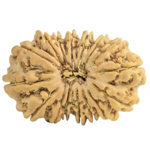 16 Mukhi Rudraksha 28mm 3.72gm - Rudraksha