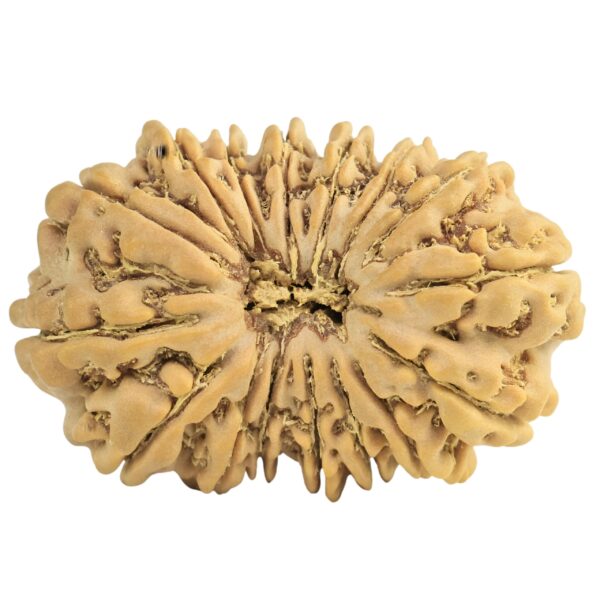 16 Mukhi Rudraksha 28mm 3.72gm - Rudraksha