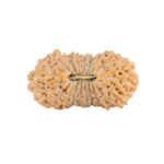 21 Mukhi Rudraksha 23mm 1.76gm - Rudraksha