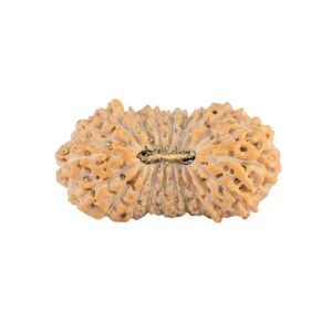 21 Mukhi Rudraksha 23mm 1.76gm - Rudraksha