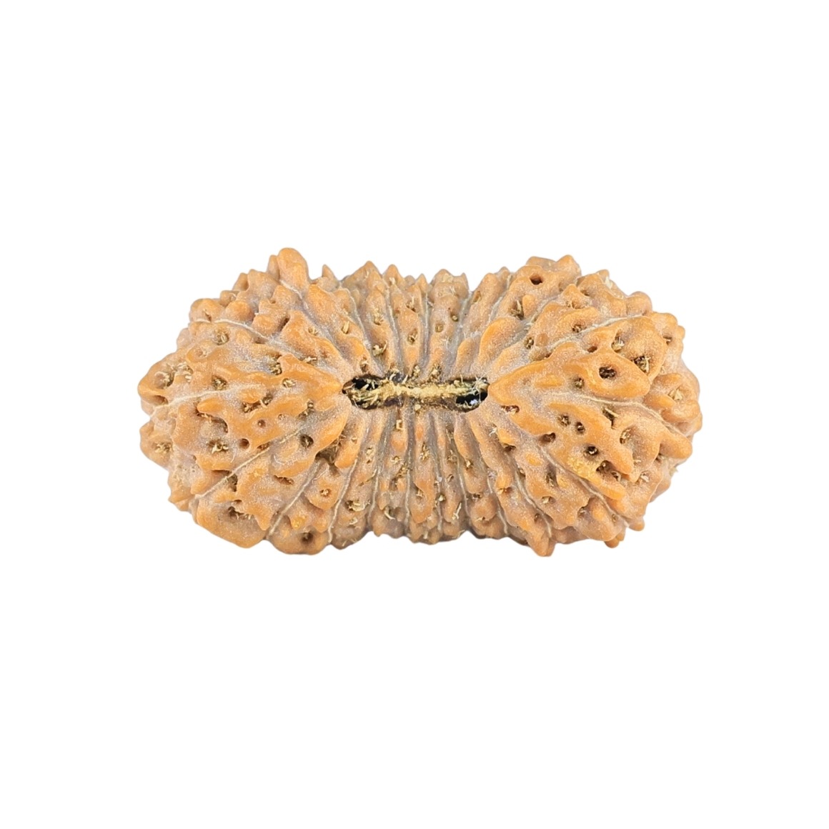 21 Mukhi Rudraksha 23mm 1.76gm - Rudraksha