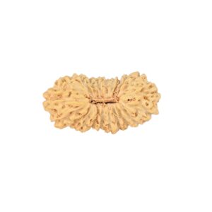 21 Mukhi Rudraksha 18.8mm 0.8gm - Rudraksha