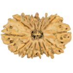 14 Mukhi Rudraksha 27mm 2.64gm - Rudraksha