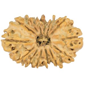 14 Mukhi Rudraksha 27mm 2.64gm - Rudraksha