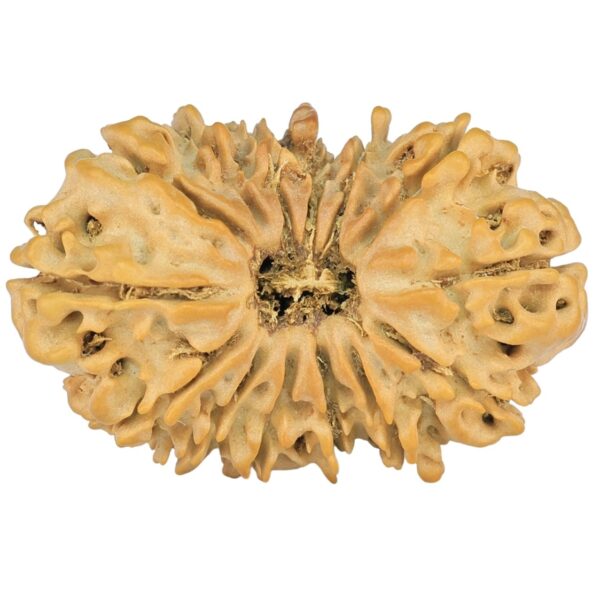 14 Mukhi Rudraksha 27mm 2.64gm - Rudraksha