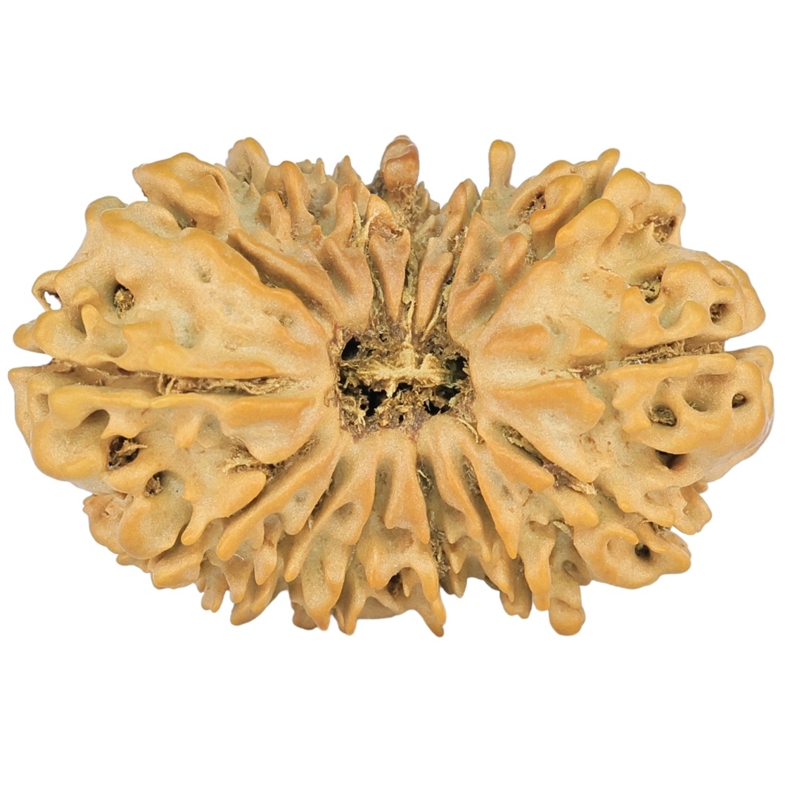 14 Mukhi Rudraksha 27mm 2.64gm - Rudraksha