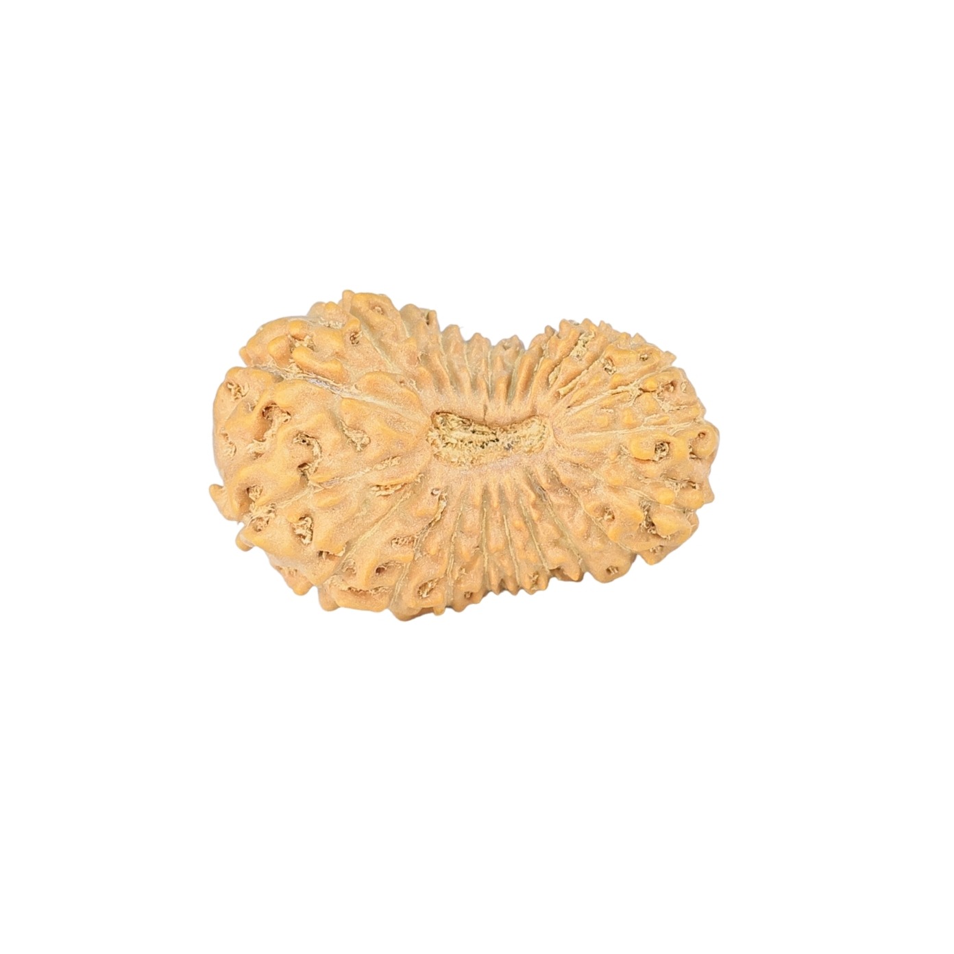 22 Mukhi Rudraksha 20.7mm 1.29gm - Rudraksha