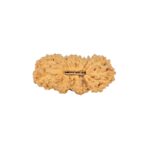 25 Mukhi Ganesh 21.3mm 0.91gm - Rudraksha