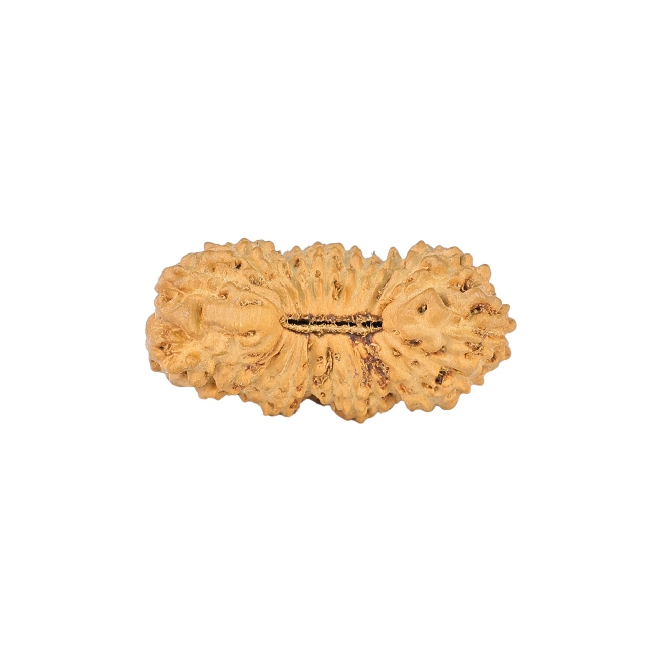 25 Mukhi Ganesh 21.3mm 0.91gm - Rudraksha