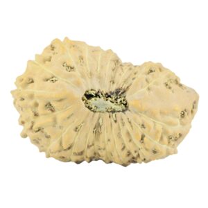 22 Mukhi Rudraksha 23.8mm 2.07gm - Rudraksha