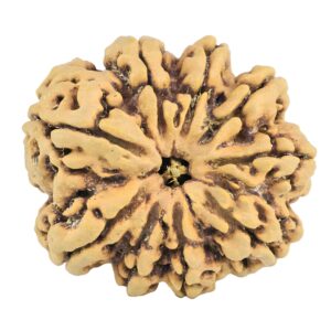 9 Mukhi Rudraksha 33.1mm 7.33gm - Rudraksha