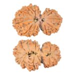 14 Mukhi Garbhgauri 30.5mm 4.53gm - Rudraksha