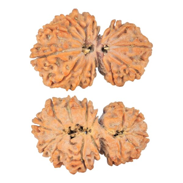 14 Mukhi Garbhgauri 30.5mm 4.53gm - Rudraksha