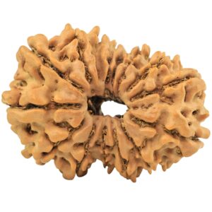 15 Mukhi Rudraksha 32.1mm 5.17gm - Rudraksha