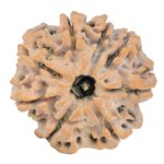 8 Mukhi Rudraksha 26.9mm 5.66gm - Rudraksha