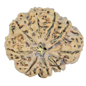 9 Mukhi Rudraksha 33mm 7.5gm - Rudraksha