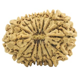 16 Mukhi Rudraksha 34.3mm 6.42gm - Rudraksha