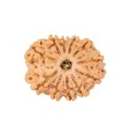 11 Mukhi Rudraksha 24.5mm 3.11gm - Rudraksha